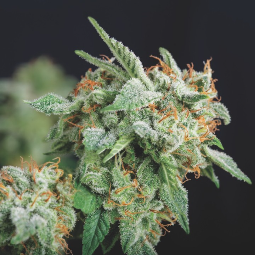 northern lights x runtz