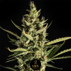 nyc diesel auto smn genetics semi