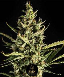 nyc diesel auto smn genetics semi