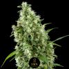 nyc diesel smn genetics semi