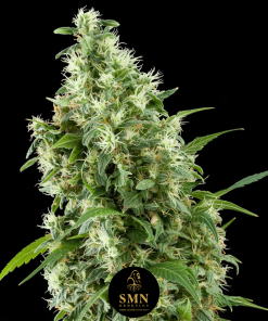 nyc diesel smn genetics semi