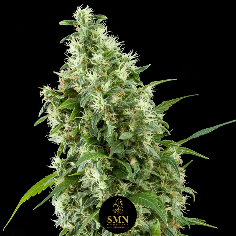 nyc diesel smn genetics semi