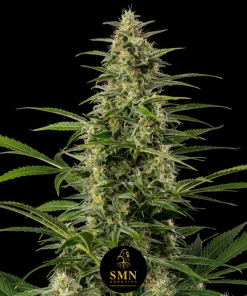 permanent marker auto smn genetics semi
