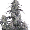 pineapple og auto
