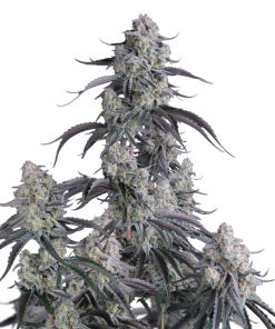 pineapple og auto