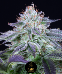 purple punch auto smn genetics semi