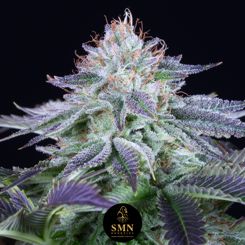 purple punch auto smn genetics semi