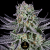 purple punch smn genetics semi