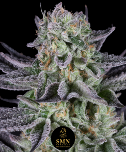 purple punch smn genetics semi