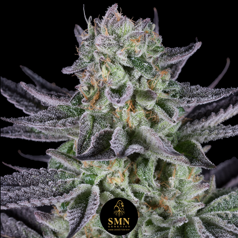 purple punch smn genetics semi