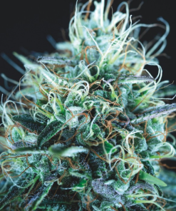 purple urkle x blue pyramid
