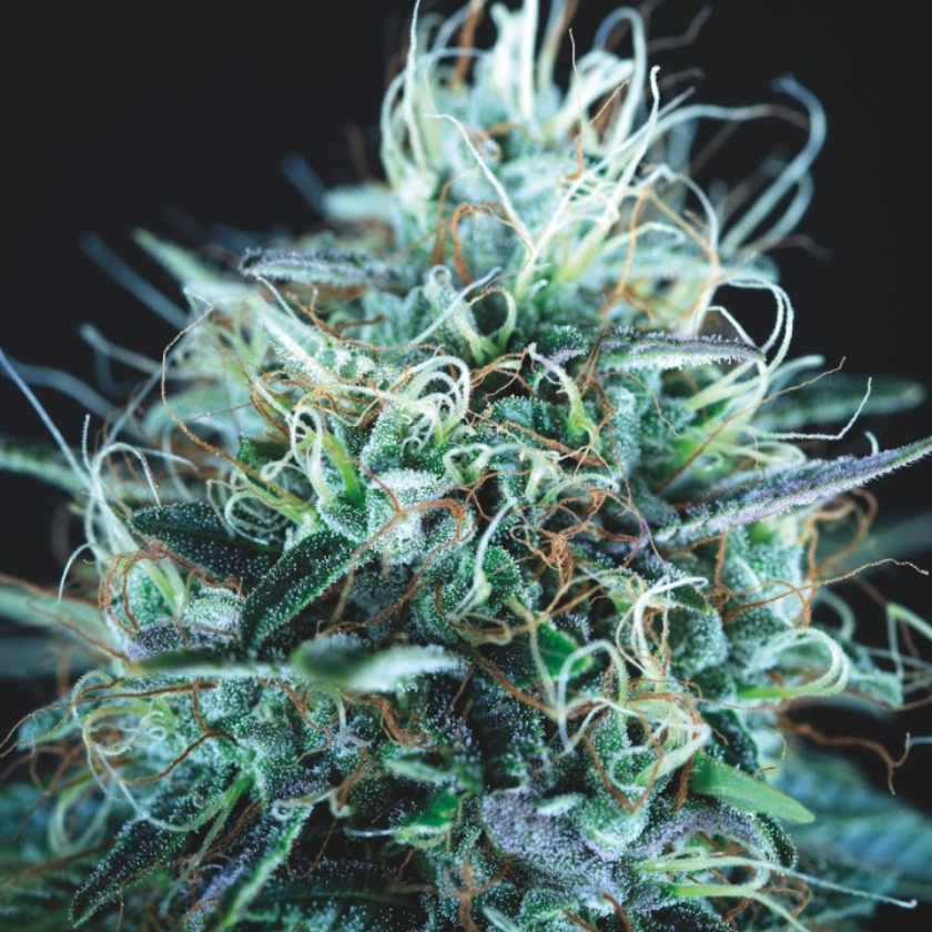 purple urkle x blue pyramid