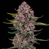 purplenade xxl auto silent seeds