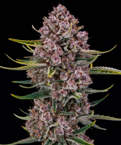 purplenade xxl auto silent seeds