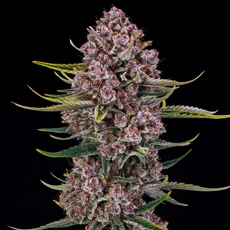 purplenade xxl auto silent seeds