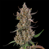 rainbow breath auto silent seeds