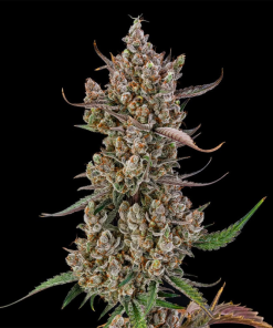 rainbow breath auto silent seeds