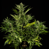 runtz muffin auto smn genetics semi