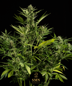 runtz muffin auto smn genetics semi