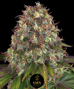 runtz muffin smn genetics semi