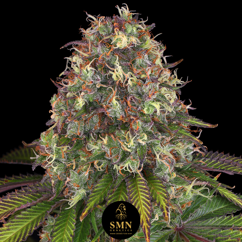 runtz muffin smn genetics semi