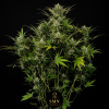 slurricane auto smn genetics semi
