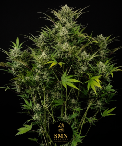 slurricane auto smn genetics semi