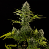 slurricane smn genetics semi