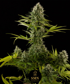 slurricane smn genetics semi