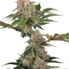 sticky berry mints xxl stag sensi seeds