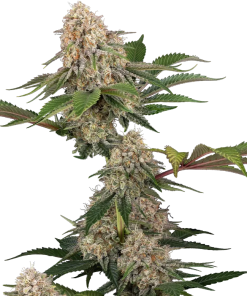 sticky berry mints xxl stag sensi seeds