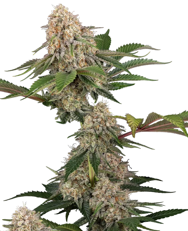 sticky berry mints xxl stag sensi seeds