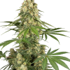 sticky orange xxl stag sensi seeds