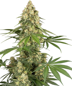 sticky orange xxl stag sensi seeds