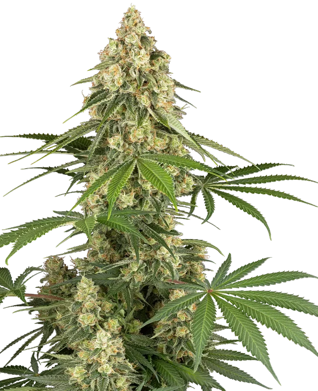 sticky orange xxl stag sensi seeds