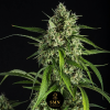 sugar mango guava smn genetics semi