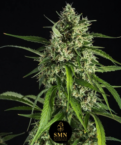 sugar mango guava smn genetics semi