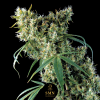 sugar mango guava smn genetics semi