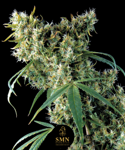 sugar mango guava smn genetics semi