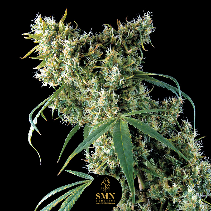 sugar mango guava smn genetics semi