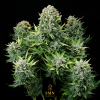 super boof auto smn genetics semi