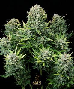 super boof auto smn genetics semi