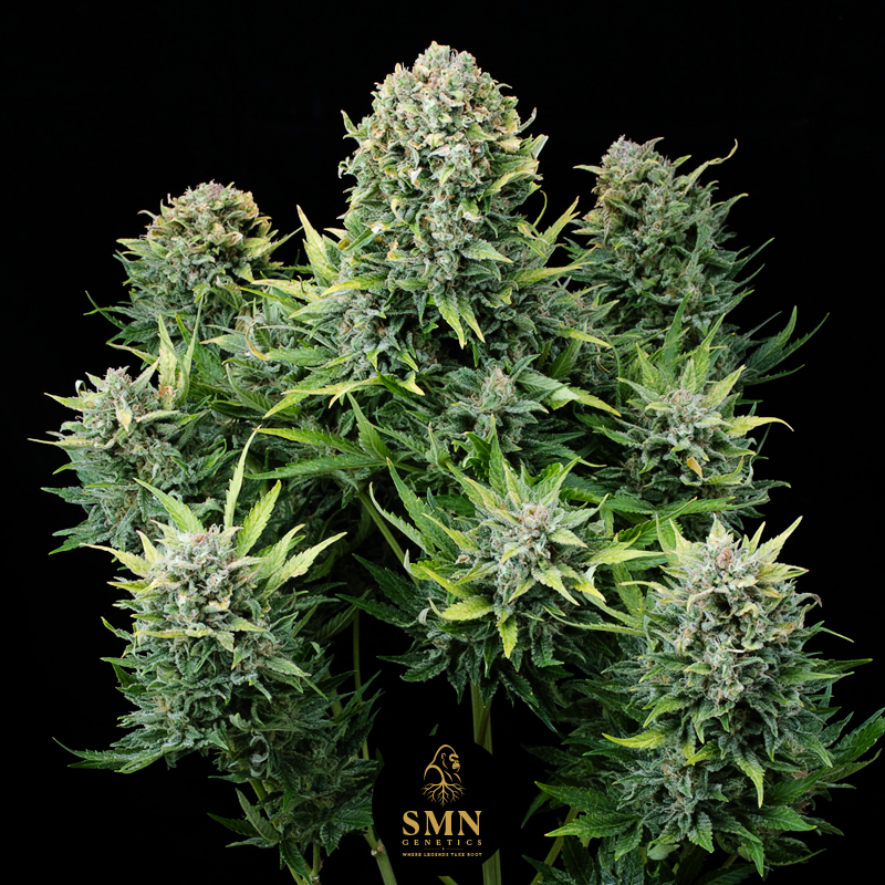 super boof auto smn genetics semi