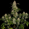 super boof smn genetics semi