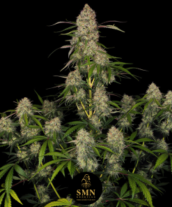 super boof smn genetics semi