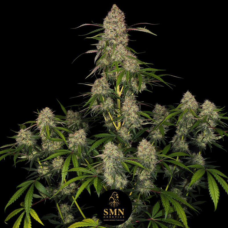 super boof smn genetics semi