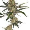 super lemon cherry stag sensi seeds