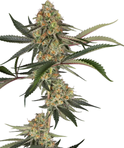super lemon cherry stag sensi seeds