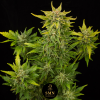 sweet coffee cupcake smn genetics semi