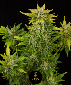 sweet coffee cupcake smn genetics semi